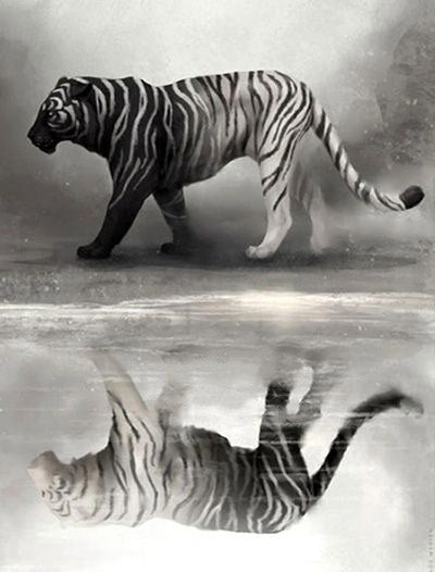 Tigre Dégradé Gris Peinture par Numéros