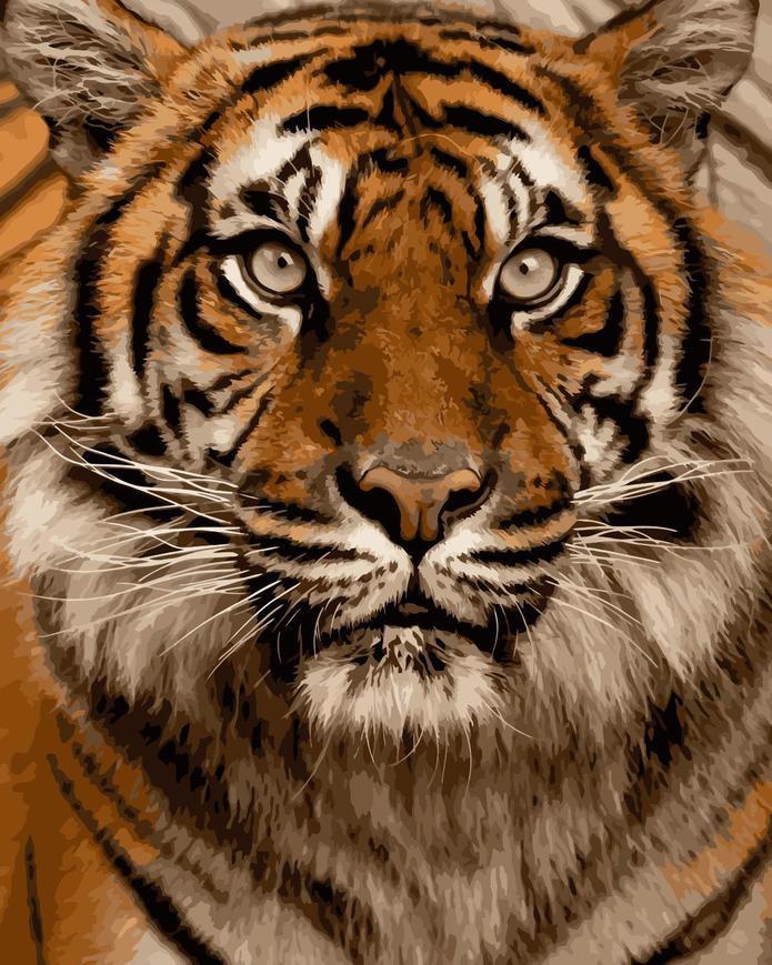 Tigre Enrobé Peinture par Numéros