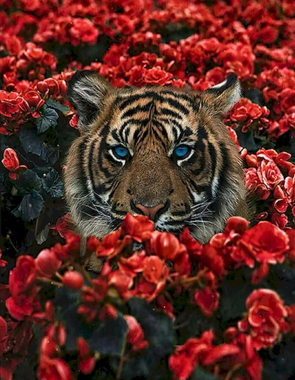 Tigre et les Fleurs Rouges Peinture par Numéros