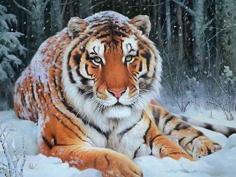 Tigre Roux dans la Neige Peinture par Numéros