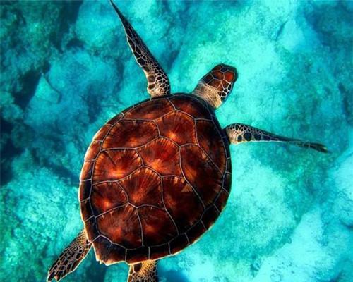 Tortue Rouge Peinture par Numéros