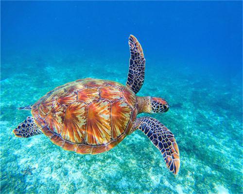 Tortue Roux Peinture par Numéros