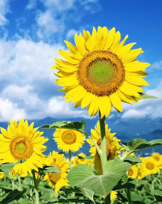 Tournesol et le Ciel Peinture par Numéros