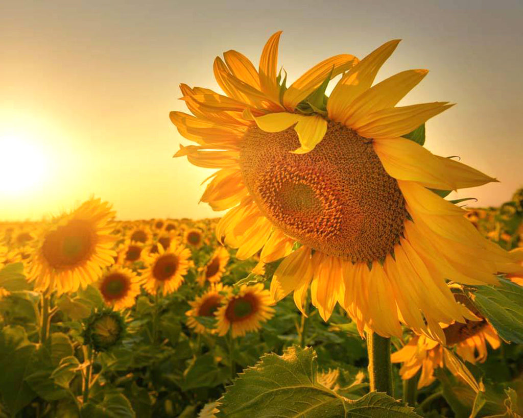 Tournesol Fort Peinture par Numéros
