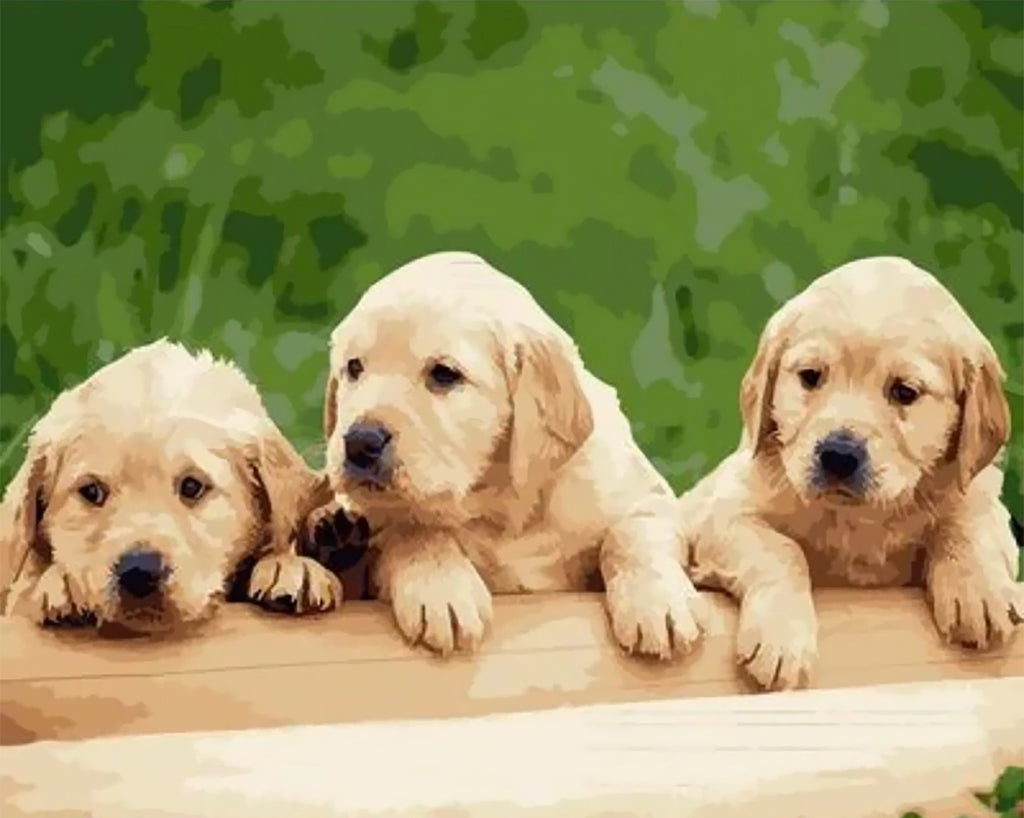 Trois Mignons Petits Gloden Retrievers Peinture par Numéros