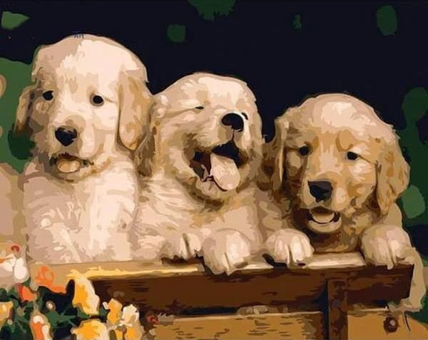 Trois Petits Golden Retrievers Peinture par Numéros
