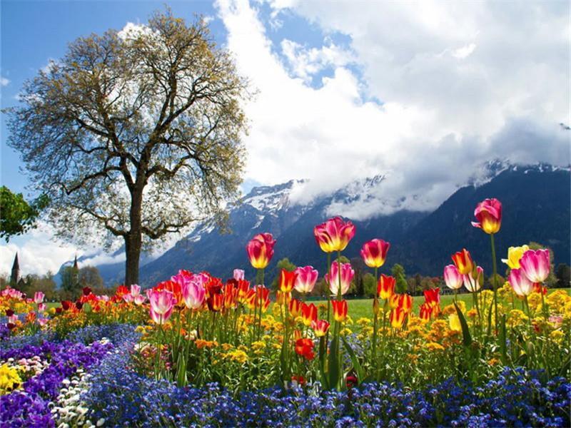 Tulipes et Montagnes Peinture par Numéros