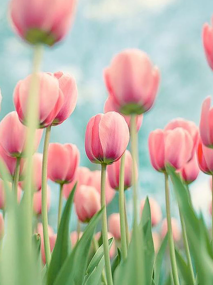 Tulipes Fleur Dynamiques Peinture par Numéros