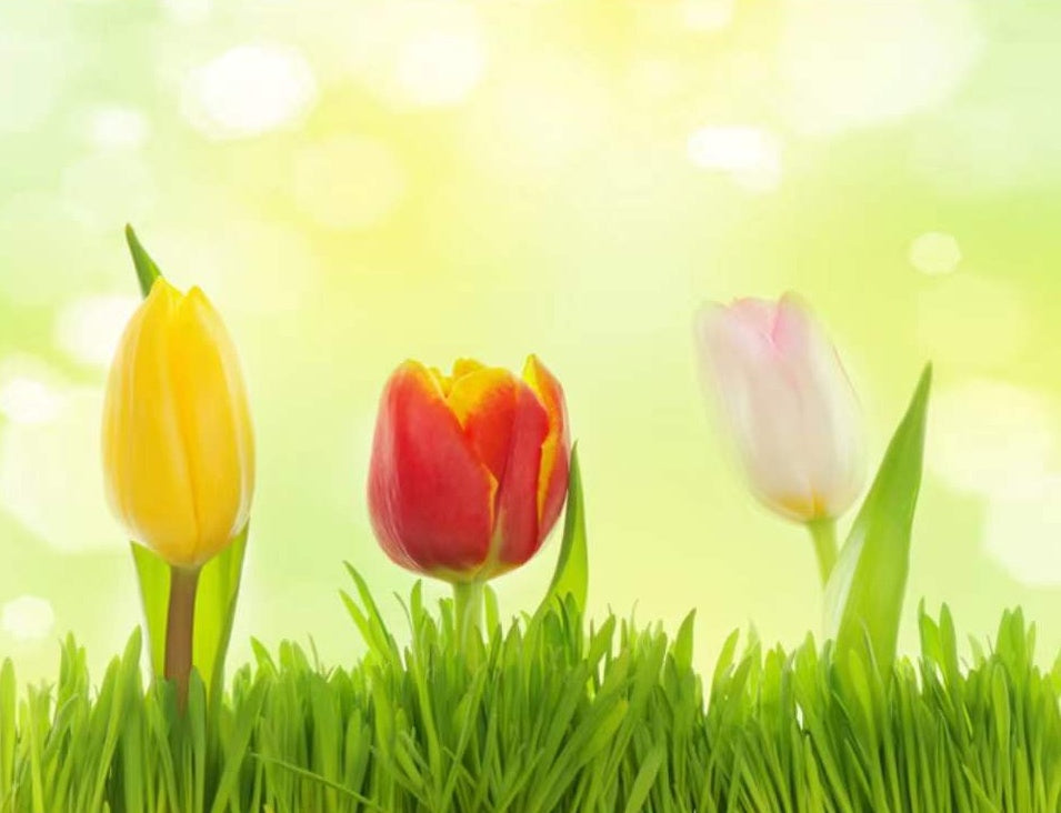 Tulipes Jaune Rouge et Rose Peinture par Numéros