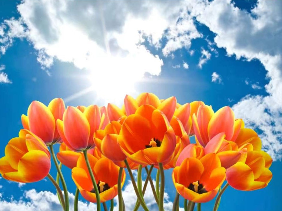 Tulipes Oranges et Ciel Blanc Peinture par Numéros