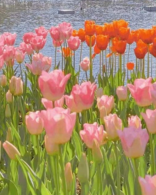 Tulipes Roses et Oranges Peinture par Numéros