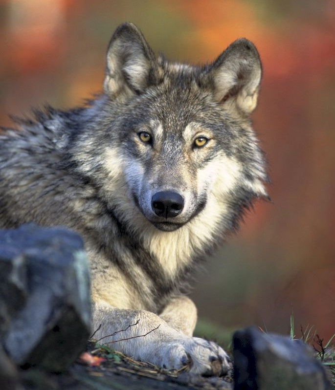 Visage de Loup Peinture par Numéros