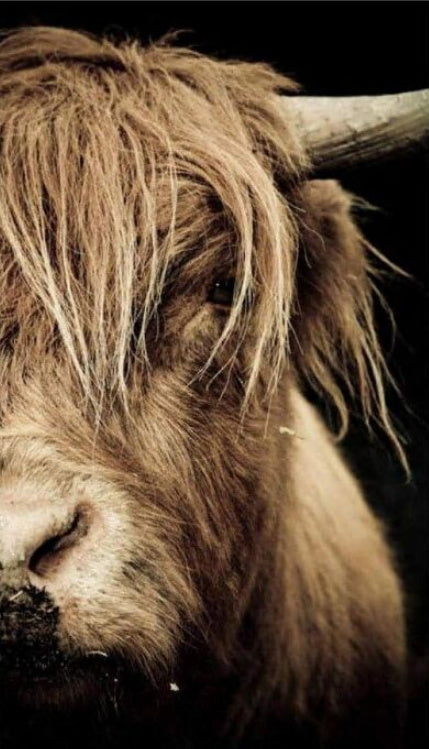 Yak Marron Peinture par Numéros