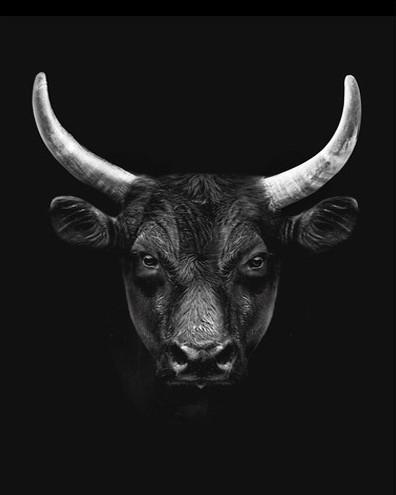 Yak Noir avec Grandes Cornes Peinture par Numéros